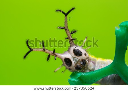Close up of common Pasha (Herona marathus) caterpillar on green plastic net, focusing on its face, green background