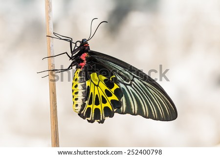 Close up of female golden birdwing (Troides aeacus) butterfly clinging on wood stick