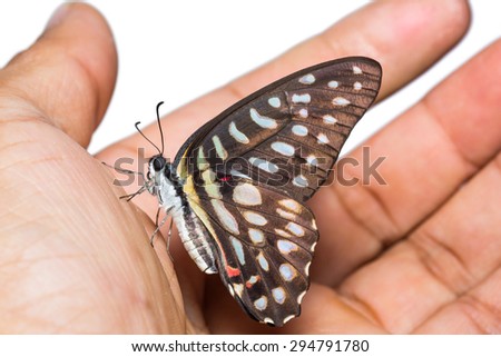 Close up of Spotted Jay (Graphium arycles) butterfly clinging on human hand