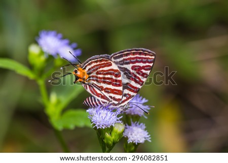 Close up of Long-banded Silverline (Cigaritis lohita) butterfly feeding on flower in nature