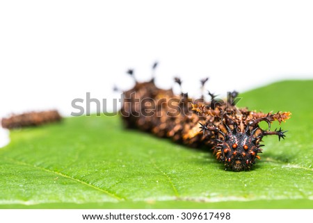 Close up of Commander (Moduza procris) caterpillars on their host plant leaf, focusing on its face