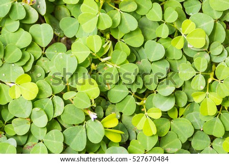 Close up of Three-flower beggarweed (Demodium Triflorum) foliage, nature background Stok fotoğraf © 