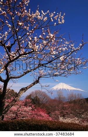 Mt.Fuji and Japanese apricot flower