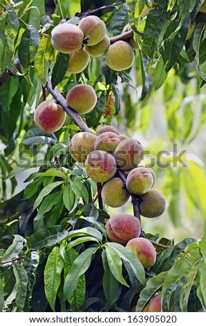 Ripe fruits of a peach hang on a tree branch