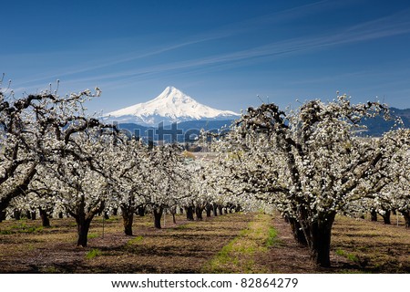 Pear Orchard and Mt. Hood
