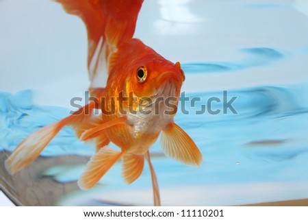 The gold small fish floats in an aquarium close up