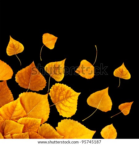 yellow and red autumn maple leafs isolated on a black background