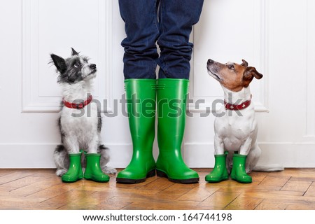 Similar – Image, Stock Photo Shoes on a leash