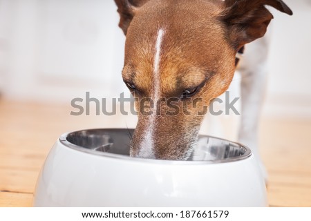 hungry dog eating out of  his big white bowl