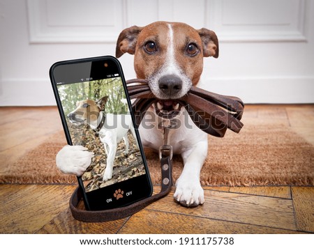 Similar – Image, Stock Photo Shoes on a leash