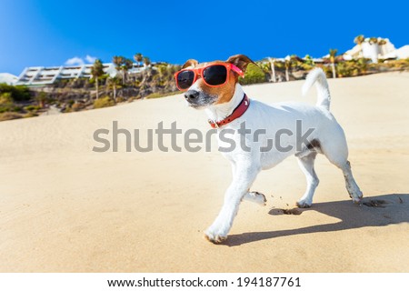 dog with sunglasses running at the beach on summer vacation holidays