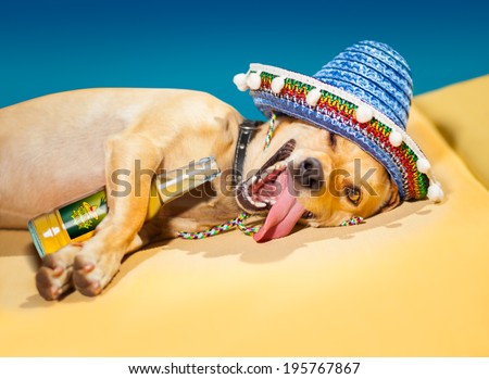 Similar – Image, Stock Photo Sick hangover Animal Pet