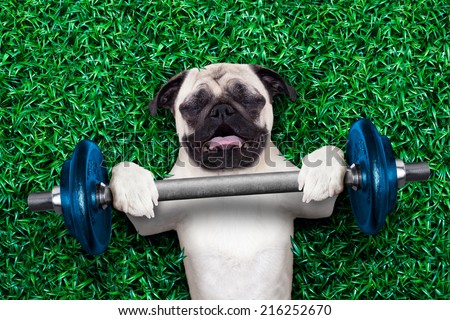 pug dog as personal trainer lifting a very heavy dumbbell bar having trouble with it