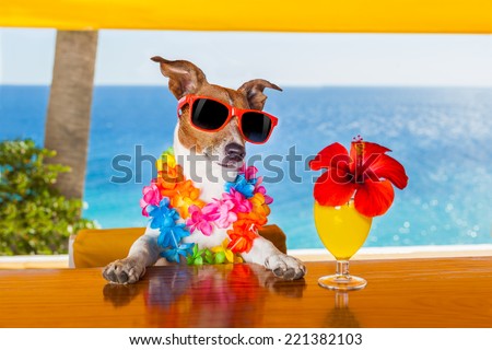 funny cool dog drinking cocktails at the bar in a  beach club party with ocean view