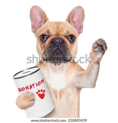 french bulldog dog with a donation can , collecting money for  charity, isolated on white background
