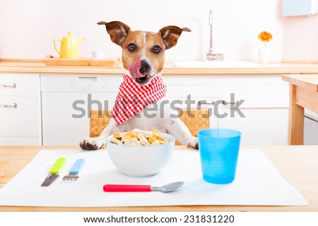 jack russell dog sitting at table ready to eat a full food bowl as a healthy meal, tablecloths included