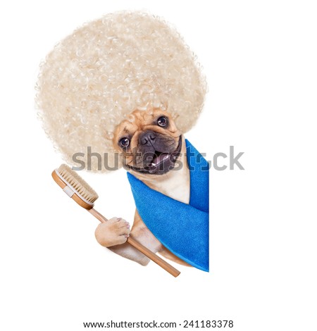 french bulldog dog having a spa or wellness treatment with big curly blonde hair  besides a blank banner ,isolated on white background