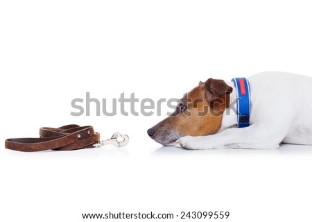jack russell dog waiting to go for a walk with owner  , isolated on white background