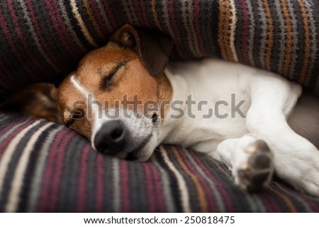 jack russell terrier dog under the blanket or sheets in bed , having a siesta and relaxing or sleeping