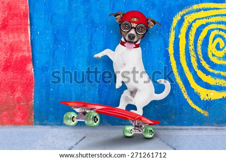 jack russell skater dog with red cap ready to play, balancing on red  skateboard, behind a wall with colors on the street outdoors