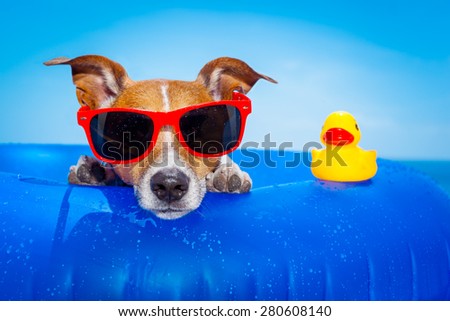 jack russell  dog  on a mattress in the ocean water at the beach, enjoying summer vacation holidays, wearing red sunglasses  with yellow     plastic rubber duck