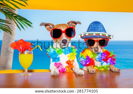 funny cool couple of  dogs drinking cocktails at the bar in a  beach club party with ocean view on summer vacation holidays