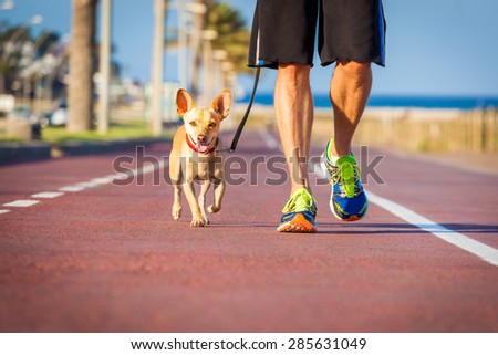 chihuahua dog close together to owner walking with leash outside at the park as friends