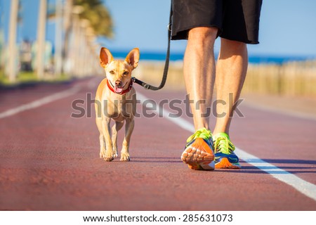 chihuahua dog close together to owner walking with leash outside at the park as friends