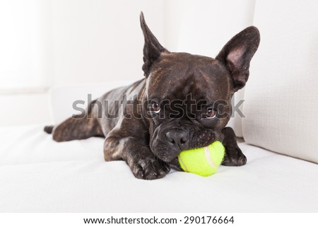 french bulldog dog having  a good time with a tennis ball, in living room , looking at owner very carefully
