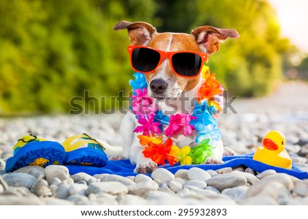 jack russell dog  with a summer  rubber duck and flip flops lying on a blue towel, near the river outdoors, sunbathing with funny sunglasses