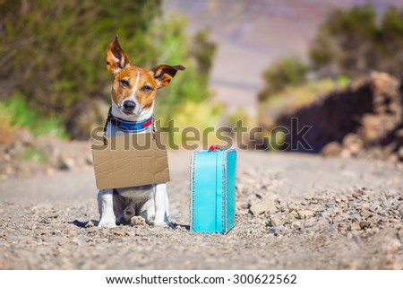 jack russell dog abandoned and left all alone on the road or street, with luggage bag or suitcase, begging to come home to owners, cardboard around neck