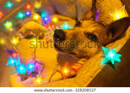jack russell dog resting and enjoying this christmas holidays with fancy fairy lights and looking cute at you