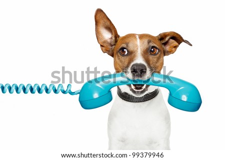 Similar – Image, Stock Photo funny jack russell dog at home during Halloween standing on two legs on stool asking for treats. Halloween party decoration with garland, orange balloons and net