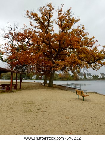 A tree changing colors at the beach park on the lake