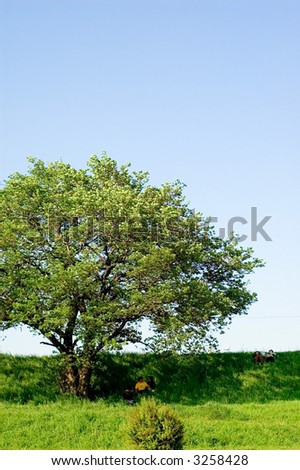 lone tree against a blue sky with people taking shade