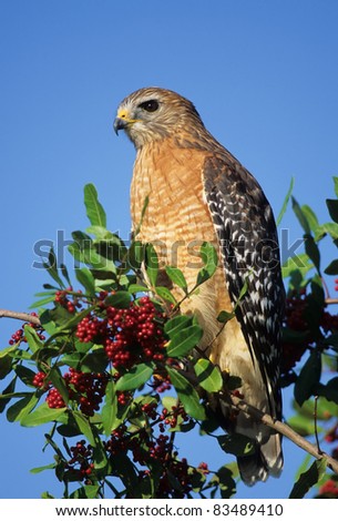 Red-shouldered Hawk Buteo lineatus