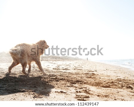 Side view of a golden retriever shaking off water on a golden sand beach after swimming in the sea during sunrise.