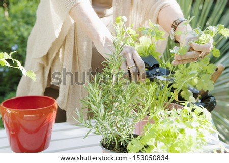 Close up detail of a mature woman\'s hands using gardening cutters to cut a selected parsley condiment plant during a sunny day in a home garden, outdoors.