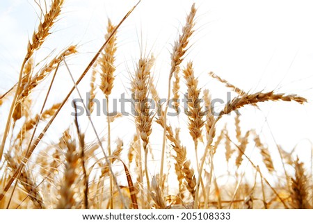 Close up detail view of a field of wheat crops growing tall in abundance and health against a sunny blue sky. Healthy farming crop fields bathed in golden sun light, outdoors nature.