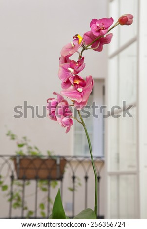 Detail view of a home design interior living room with an exotic natural pink orchid flower against french doors and a balcony, indoors. Elegant living and lifestyle home space, interior decoration.