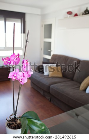 Still life view of an apartment living room with an orchid flower on a dining table in a bright home interior. Cozy and comfortable family living room view, house interior and home living detail.