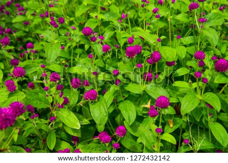 Beautiful Garden