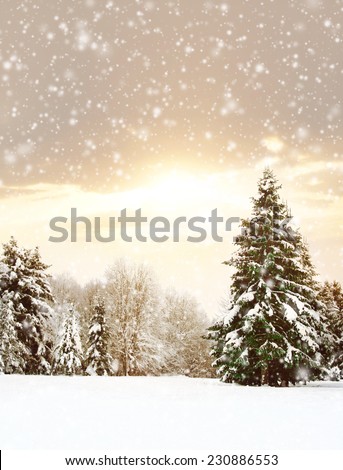 Winter nature landscape. Snowy forest, tree and a sunset.