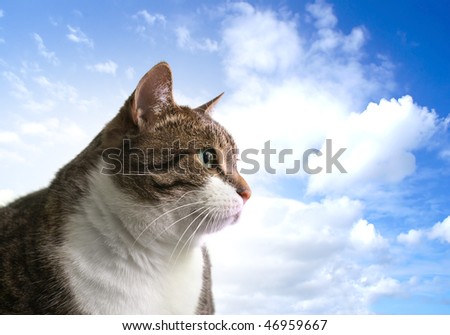 Head of big fat cat over sky background