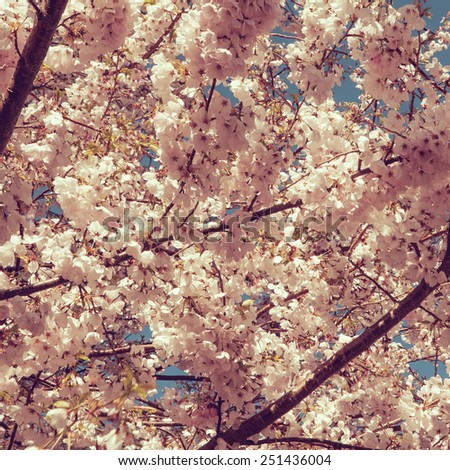 Photo of beautiful cherry blossom, abstract natural background, fine art, spring time season, apple blooming in sunny day, floral wallpaper, soft focus, little white flowers on tree branch