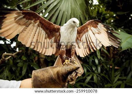 Falconer with Peregrine Falcon crossbred with a Prairie Falcon and Gyrfalcon mix sitting on gloved hand of handler