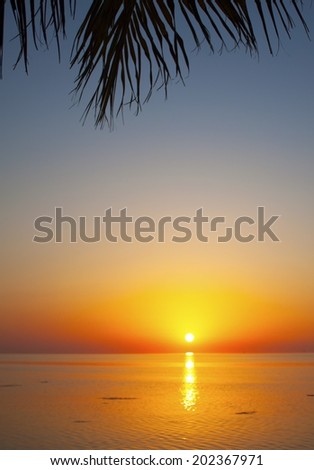 tropical sunset with palms and the ocean