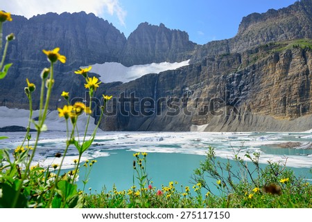 wild flowers by Grinnell glacier in Many Glaciers, Glacier National Park, Montana in summer