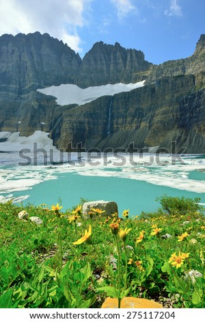 wild flowers by Grinnell glacier in Many Glaciers, Glacier National Park, Montana in summer