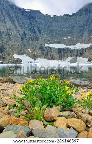 wild flowers by the Iceberg Lake glacier in Glacier National Park in summer